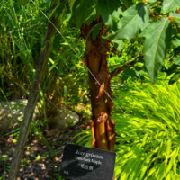 Photo of tree with species identified in Mandarin and English.
