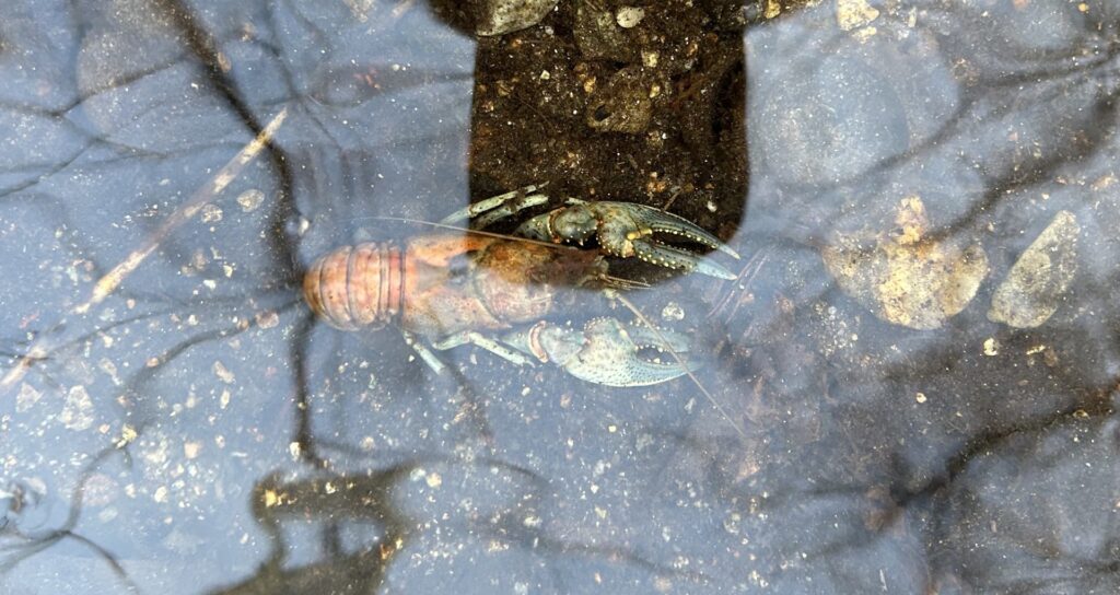a crayfish on in or under ice
