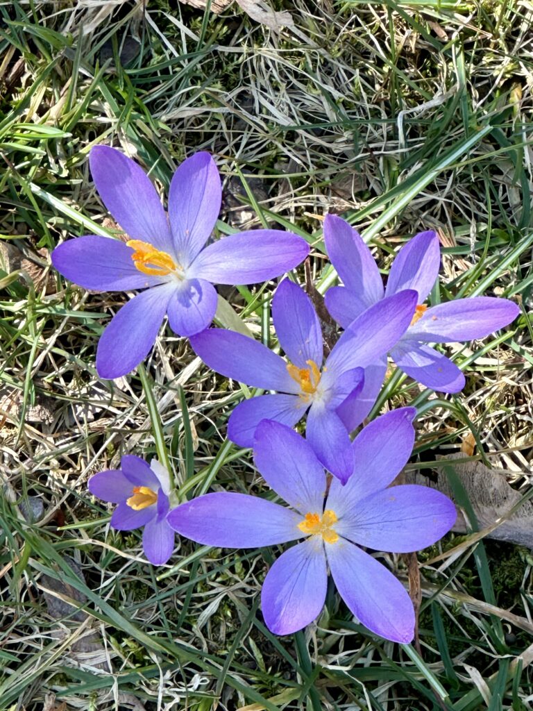 A small bunch of crocuses, bright purple with orange stamens, poke out of the barely green grass.