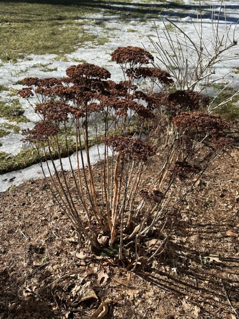 A seemingly dead plant sits in a garden. There is still snow on the lawn in the background.