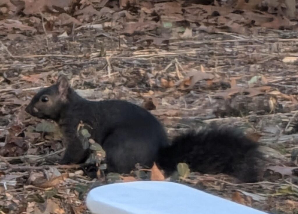 A black gray squirrel on a winter lawn.