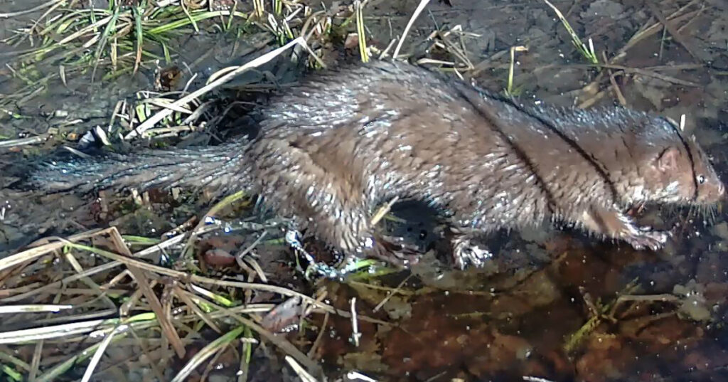 A very wet mink walks into the water.
