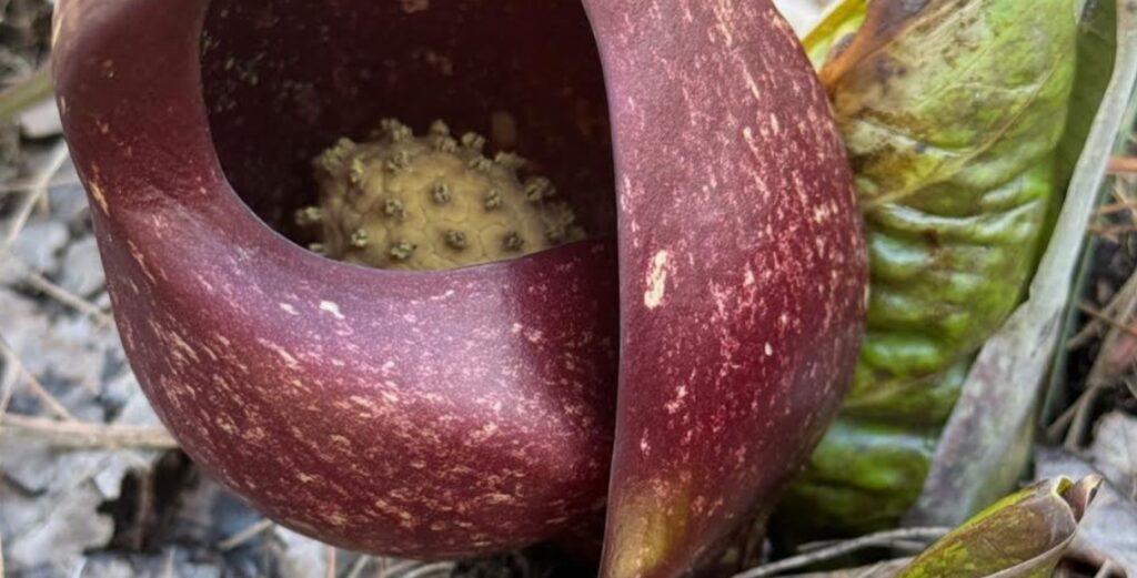 A purple leaf curled around a knobby growth.