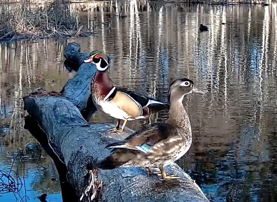 Two colorful ducks on a log that sticks into a pond.