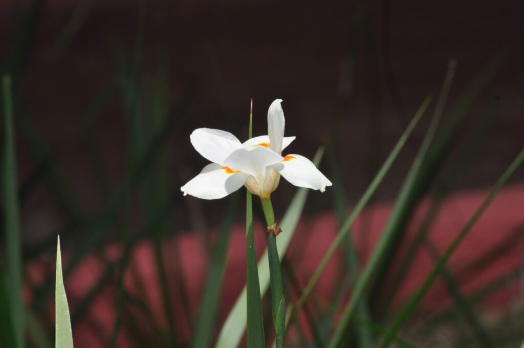 A small white flower with orange intererior.