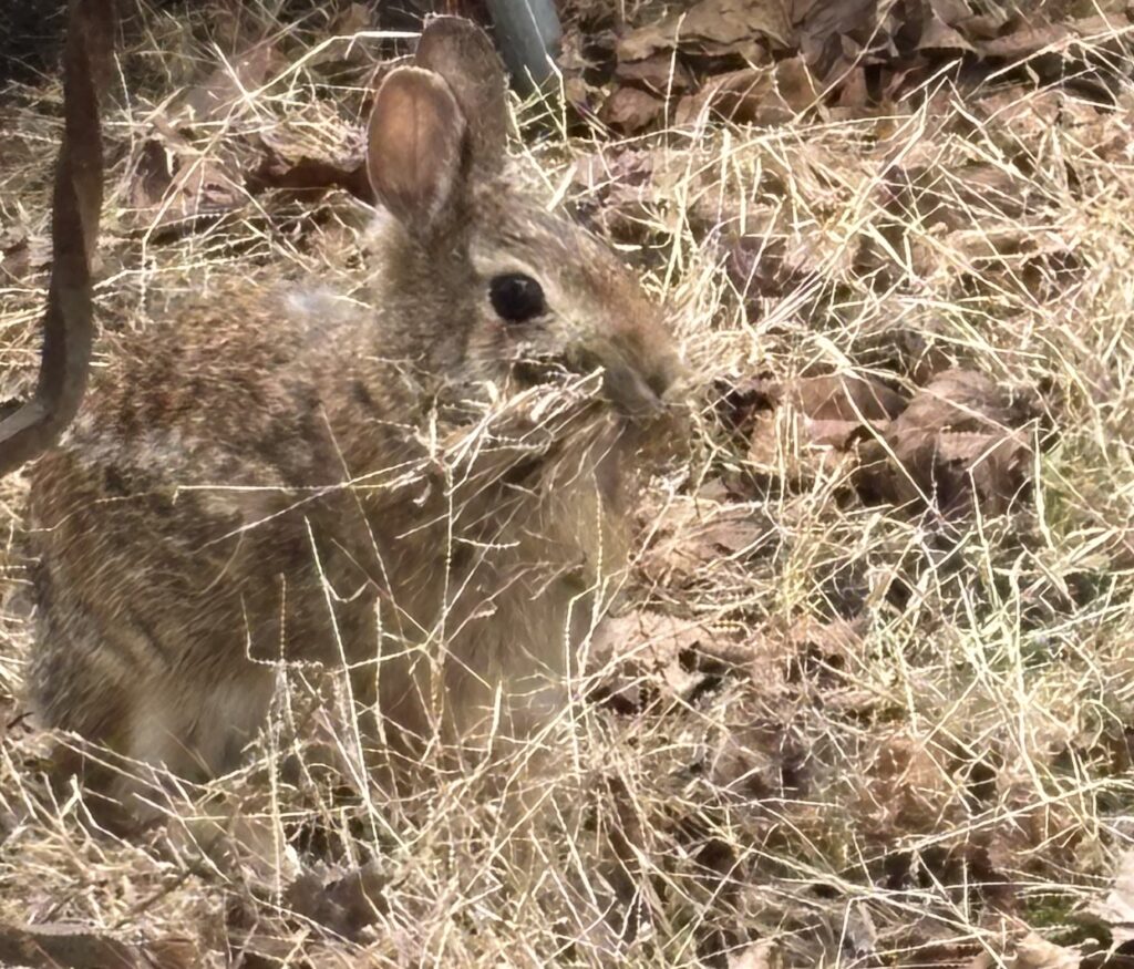 A bunny half-hidden in straw.