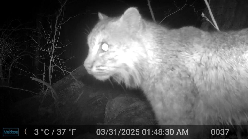An eerie picture of a bobcat at night, its eyes reflecting in the camera.