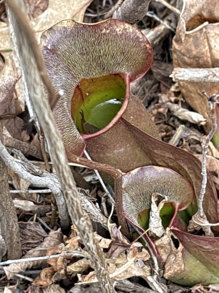 A tubular plant just sprouting amongst dead leaves. True to its name, it is shaped like a pitcher.