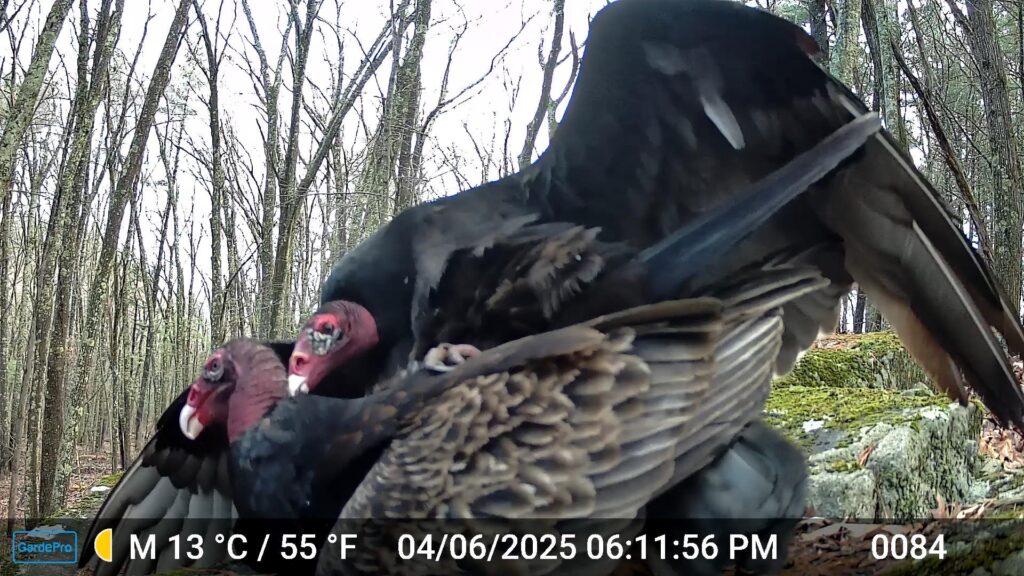 Two black birds with red heads mating.