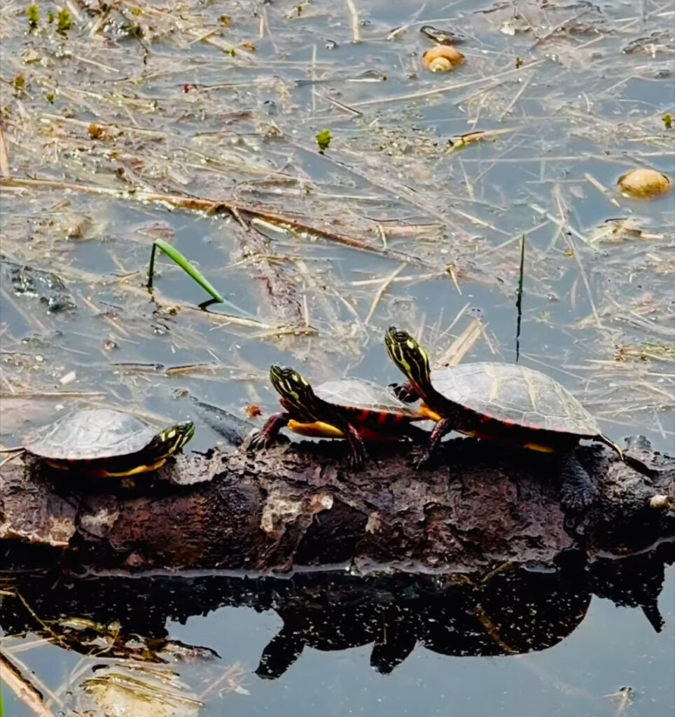 Three turtles rest on a log that in turn, rests in the pond.