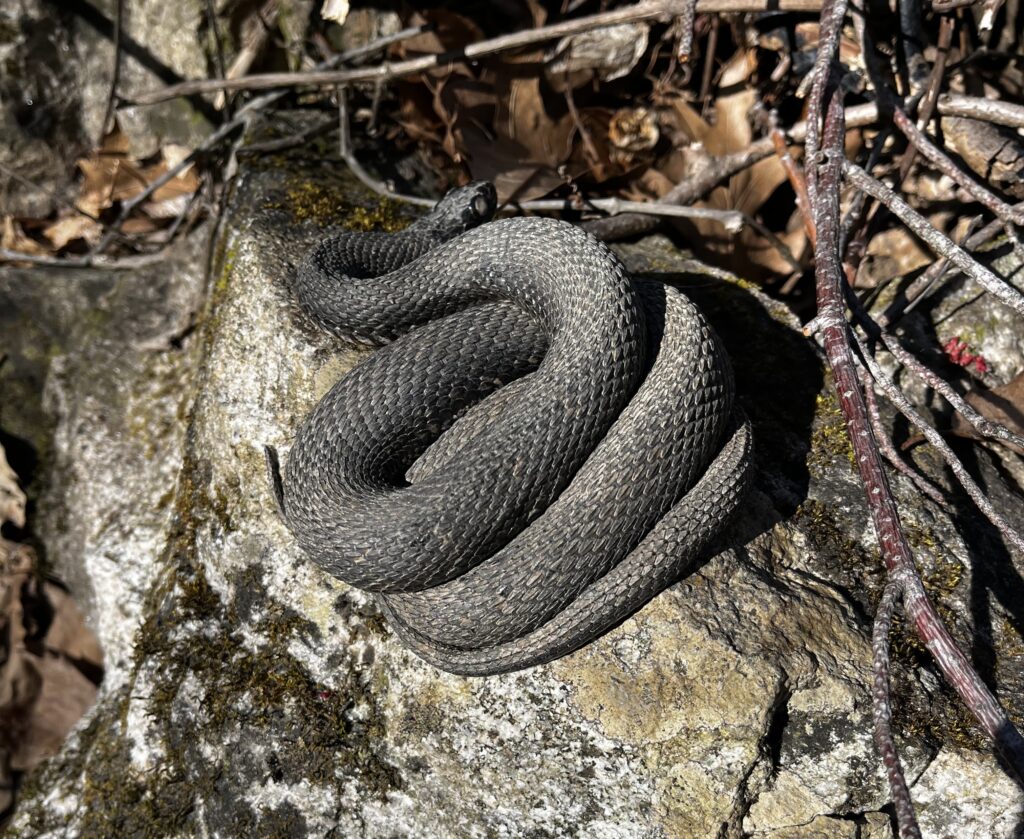 A black snake coiled on a rock.