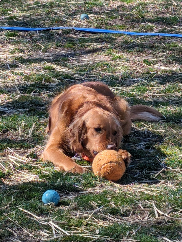 Photograph of a golden retriever dog lying in grass with large orange ball and small blue ball