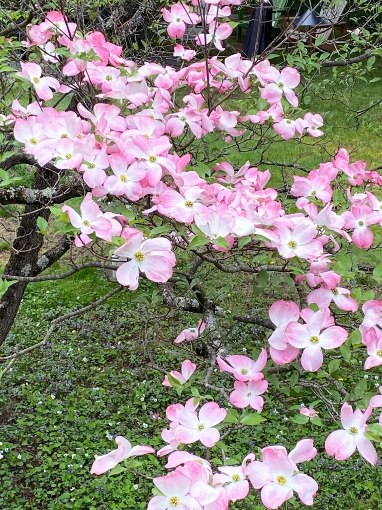 A pink-petaled small tree in the sunlight.