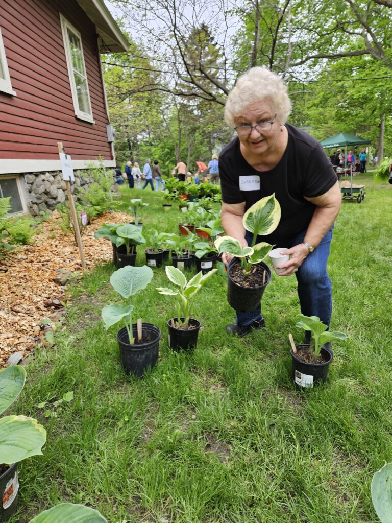 An older woman sets down a hosta (or something similar) to join her other newly acquired greens.