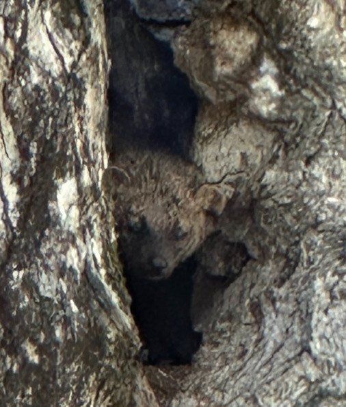A little brown headed animal with round ears peers out from a hole in a tree.