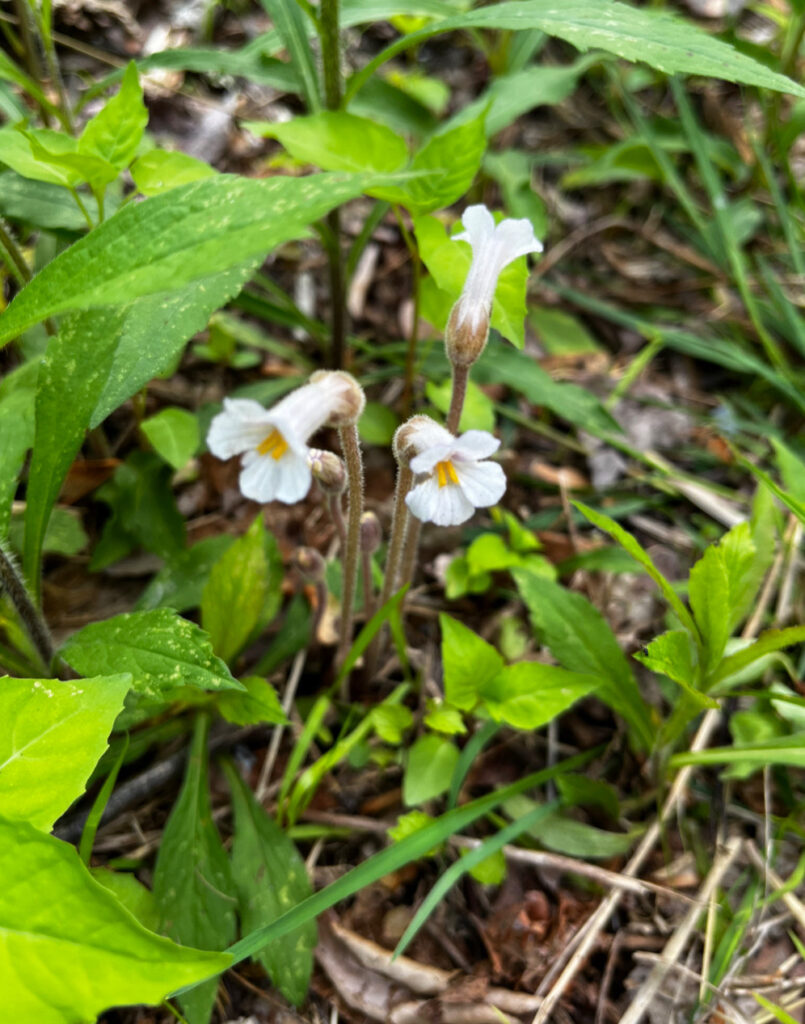 Small white flowers poke up from green leaves.