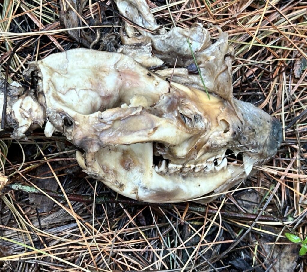 A small animal skull rests in the grass. It has been stripped down to the bone.