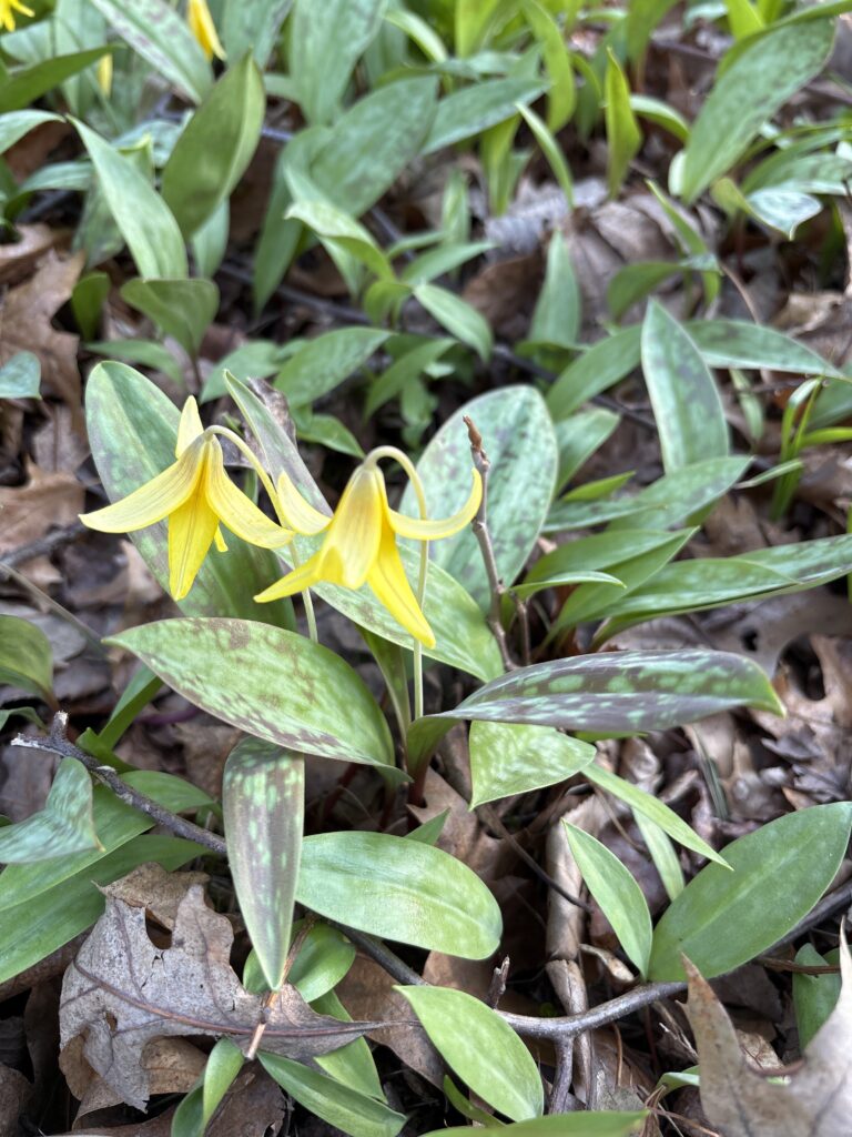 Small yellow flowers poke up from a bed of green and brown leaves.