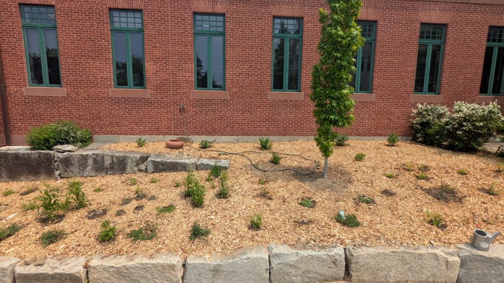 The finished garden. A brick wall with many plants in place. Wood chips cover the dirt in-between the plants.