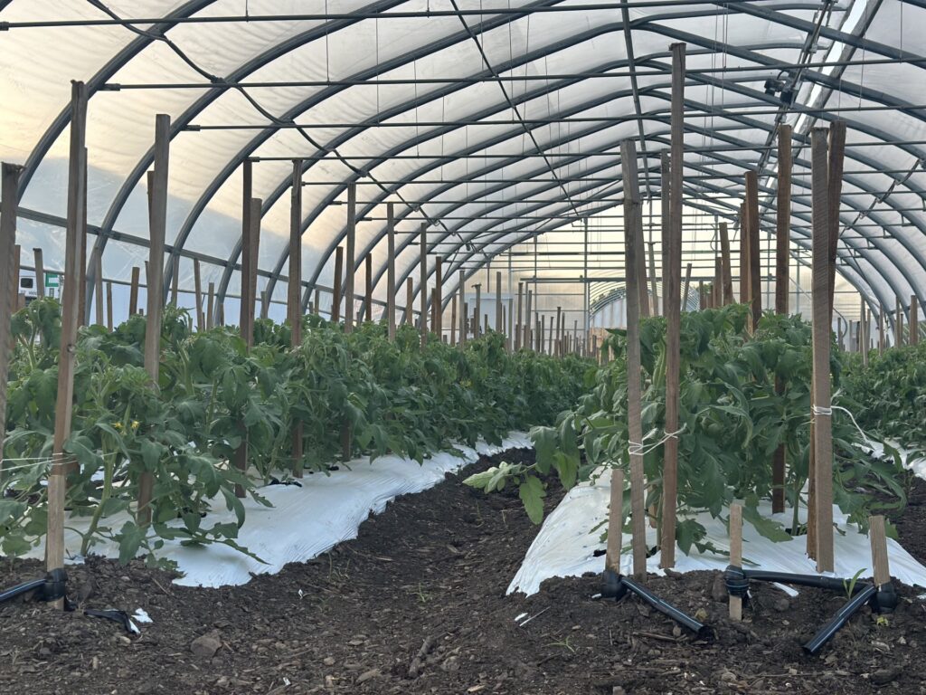 A greenhouse with great looking tomato planst tied to stakes. Yum!