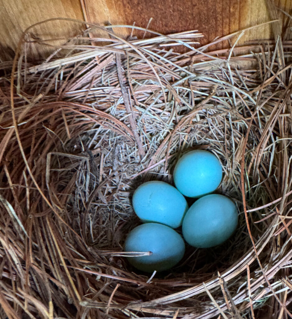 Four bright blue eggs in a small straw nest.