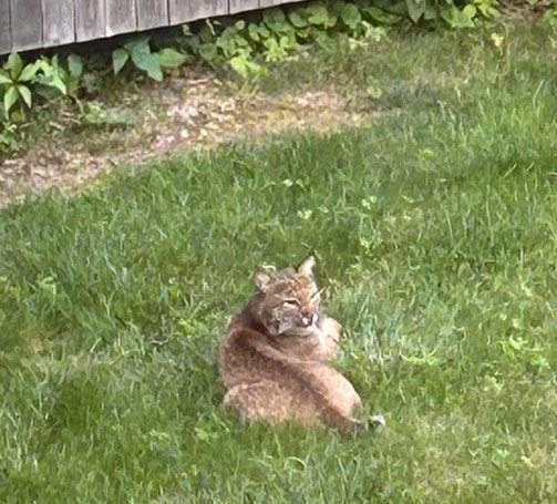 Bobcat soaks up the sun on a hot weekend afternoon. Photo: Shauna Seidenberg