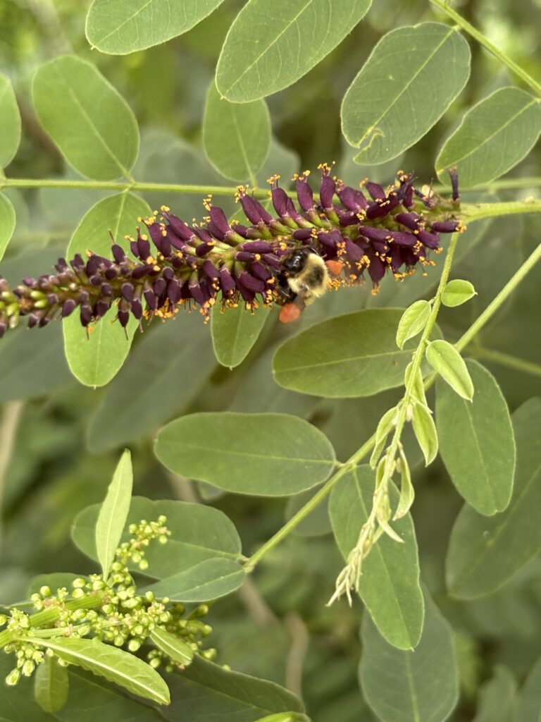 Spiky purple and yellow flowers are visted by a bumblebee.