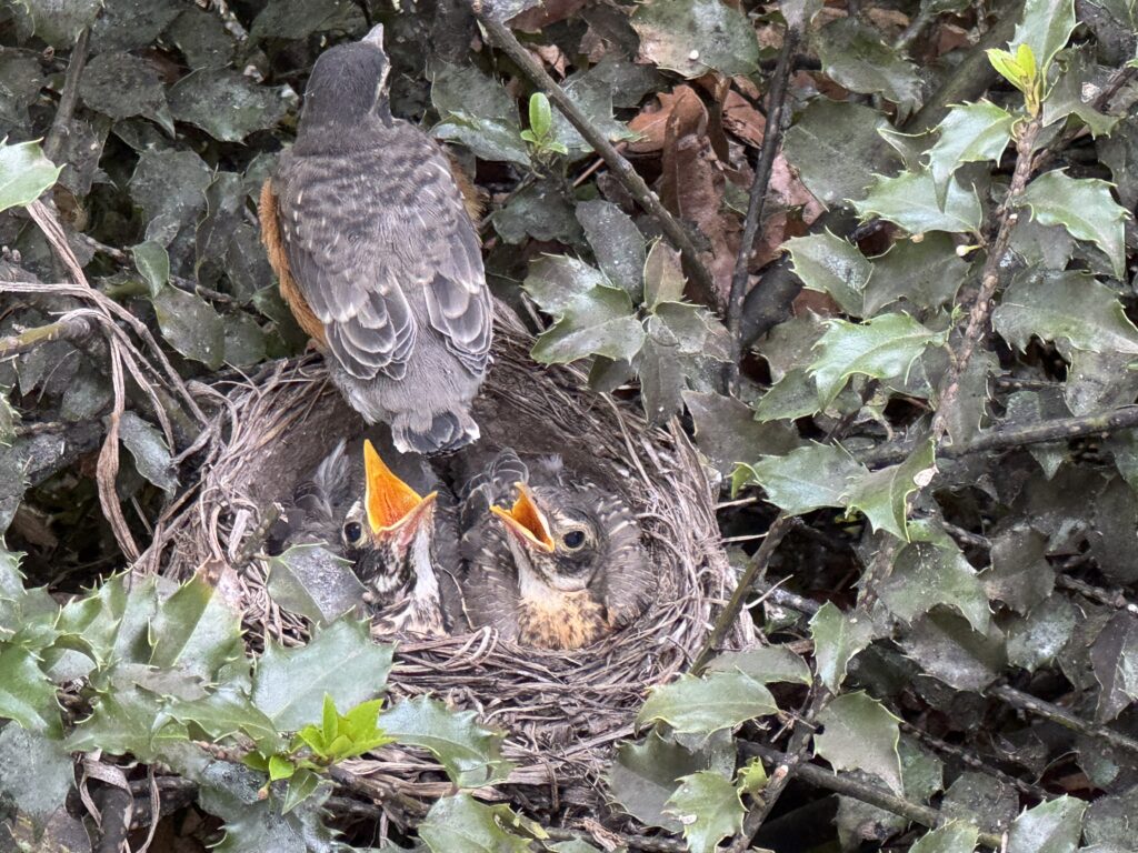Two baby robins nestled in a nest with their little orange mouths open. A third bird gets ready to leave the nest.