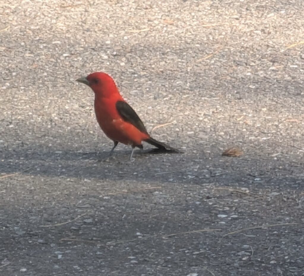 A bright red bird with black wings stands on a driveway.