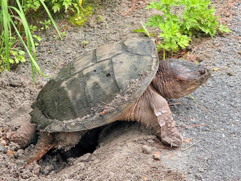 A good-sized turtle has dug a hole on the side of the path and is busy depositing eggs into the hole.