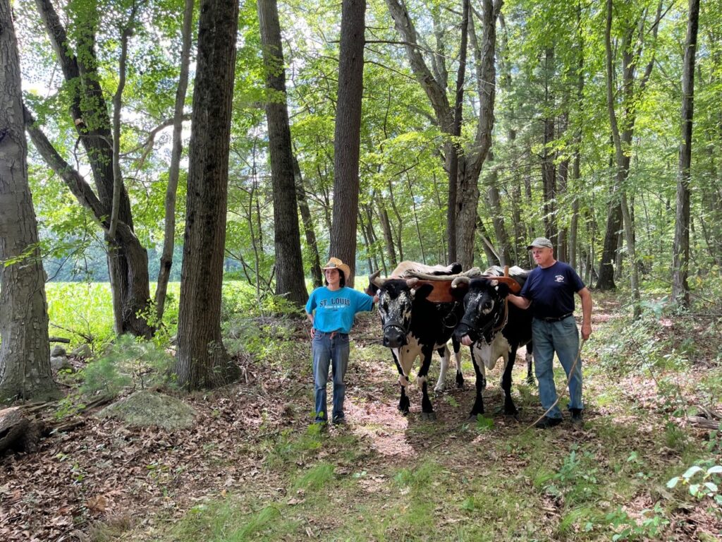 A woman and man lead a pair of yoked oxen through the woods.