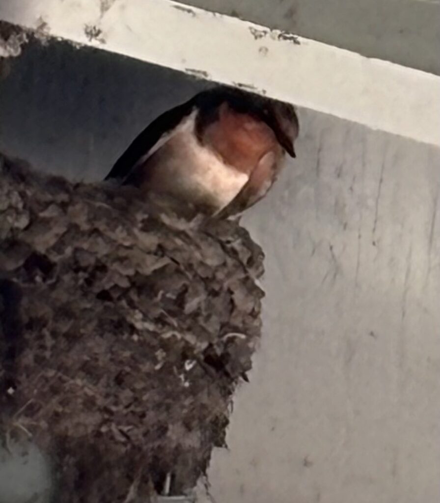 A brown bird with a red neck and white chest perches on a nest underneath a wooden structure.