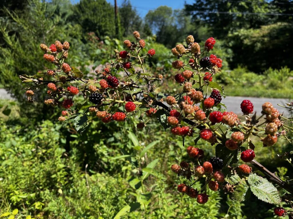 When balckberries are red, they're green. A blackberry bush with berries in various stages of ripemess shines in the sun.