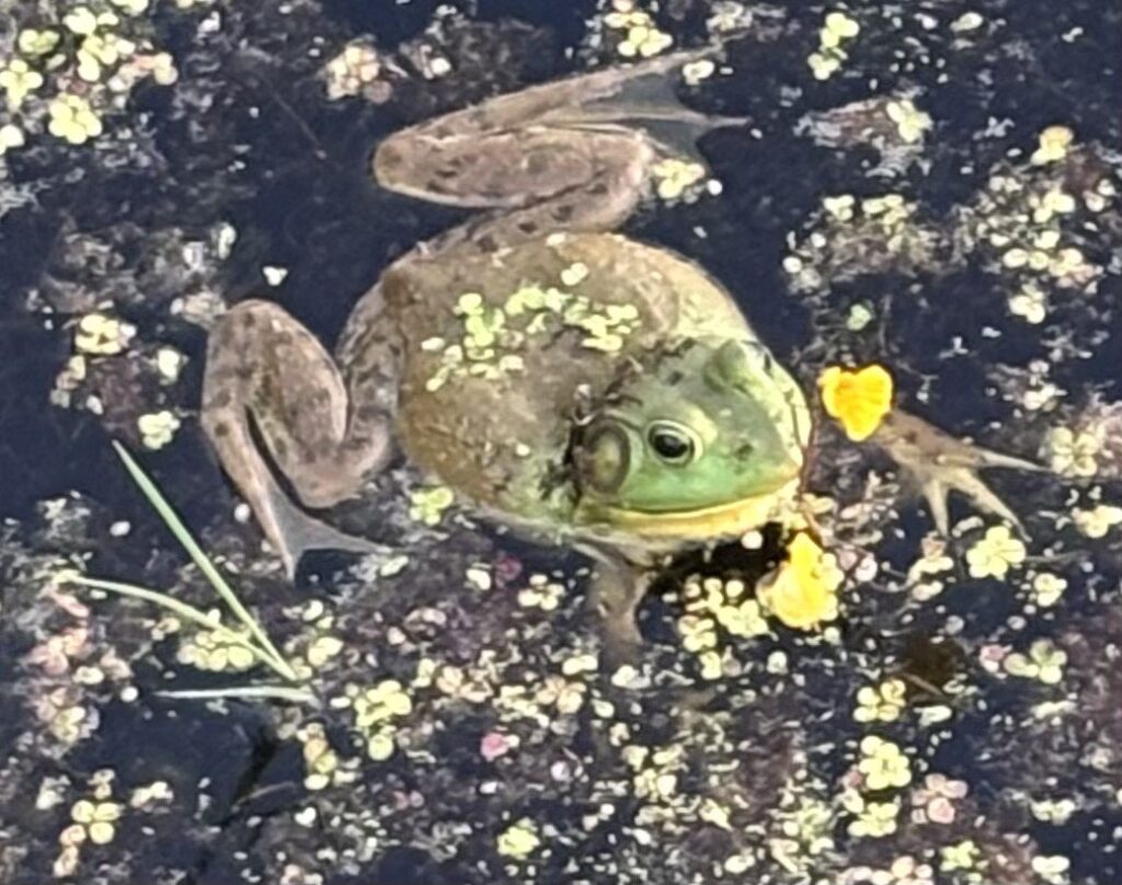 A green frog swims in a pond.