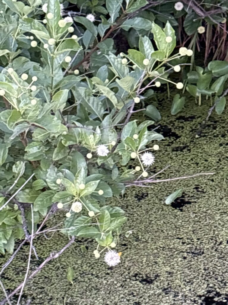 Small white flowers dance on green foliage.