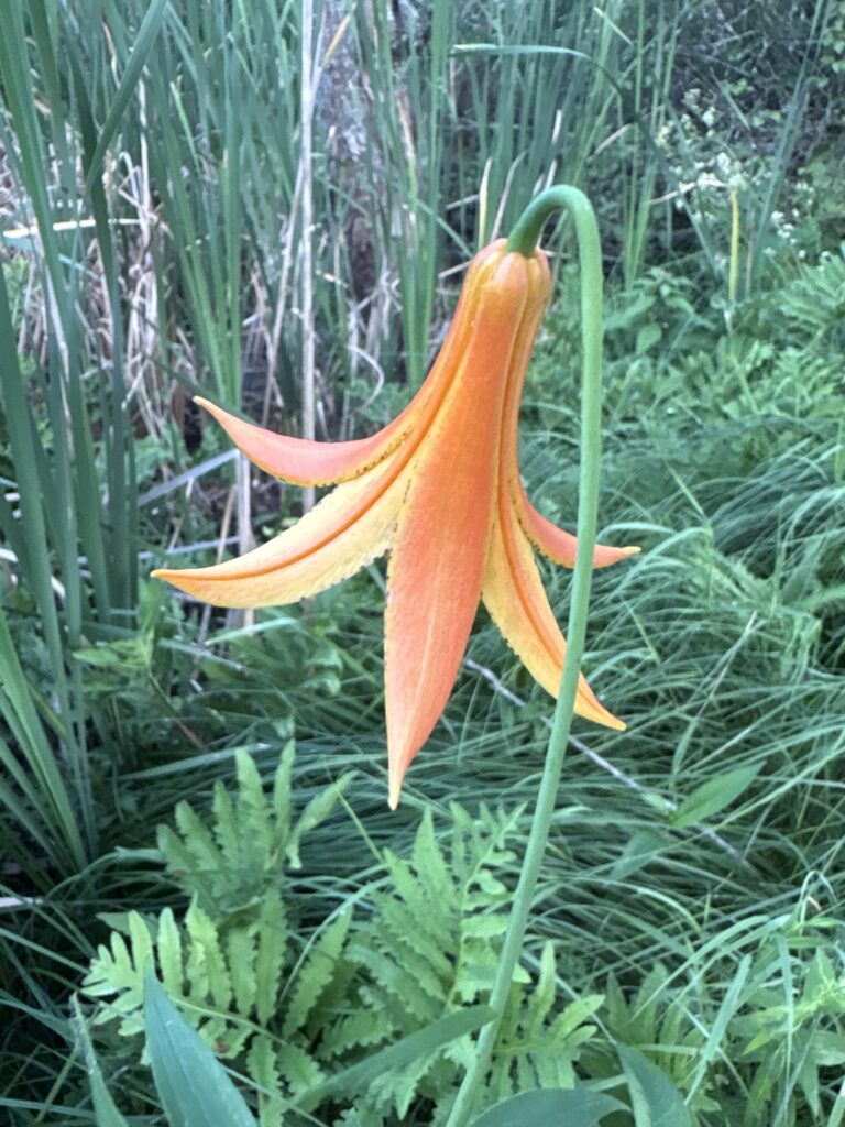 A graceful orange and yellow bell-shaped flower stands on a long stem.