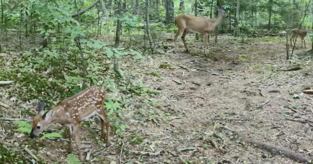 A spotted fawn grazes in the foreground. In the background another fawn stays closer to a doe.