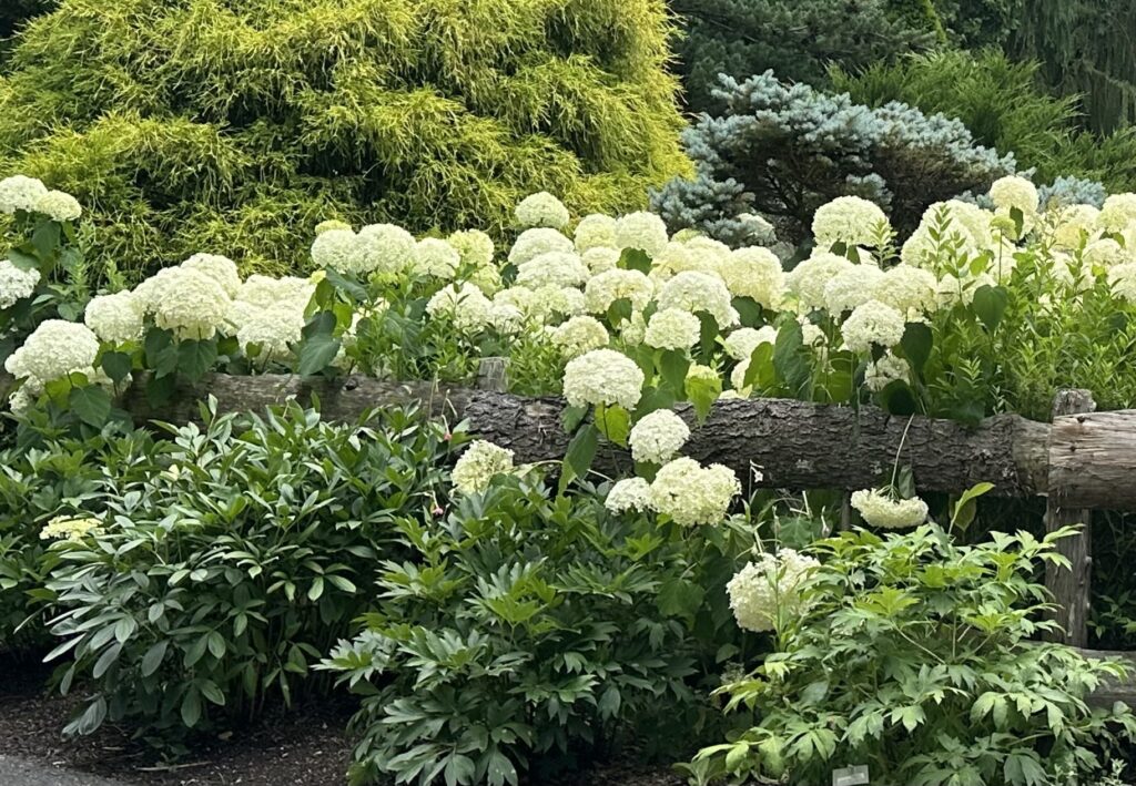 A bounty of white hydrangeas spill over a fallen log.