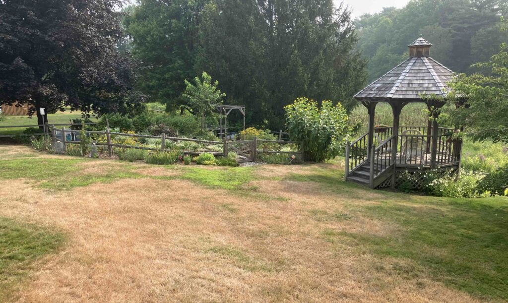 A large patch of brown lawn with trees and a pergola in the background.