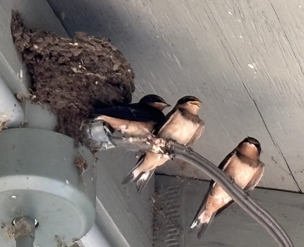 Three little birds rest on a wire that comes out of an electrical box uner the eaves of a building. A brown nest is behind them, looking too small for all three birds to fit.