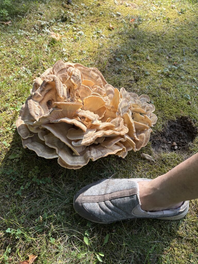 A large leafy looking fungus sits on the ground. A foot, for comparison, stands next to the fungus, but the fungus is larger.