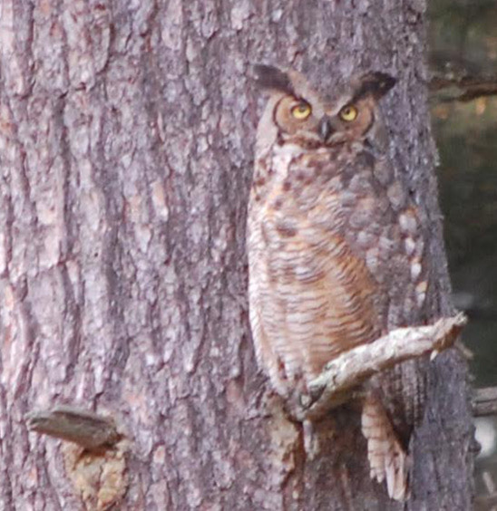 A large brown owl blends into the tree bark in the background.