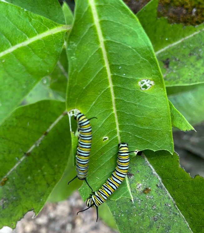 Two yellow, black, and white caterpillars chew on some very green leaves.