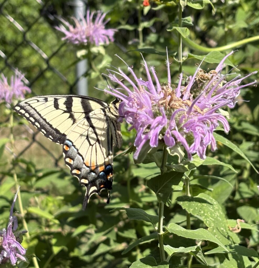 A large butterfly with cream and black wings sits on a spiky purple plant.