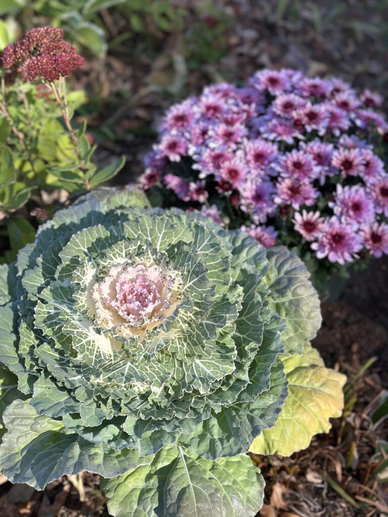 A large green kale plant with purple in the center. In the background are some lovely purple flowers.