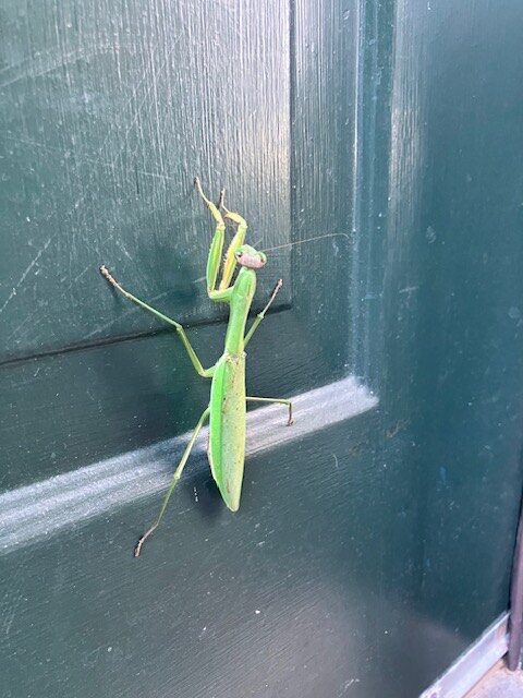 A small green insect, tall and skinny, rests on a dark door.
