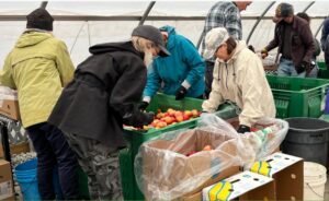 People sorting apples from large green bins into boxes for distribution.