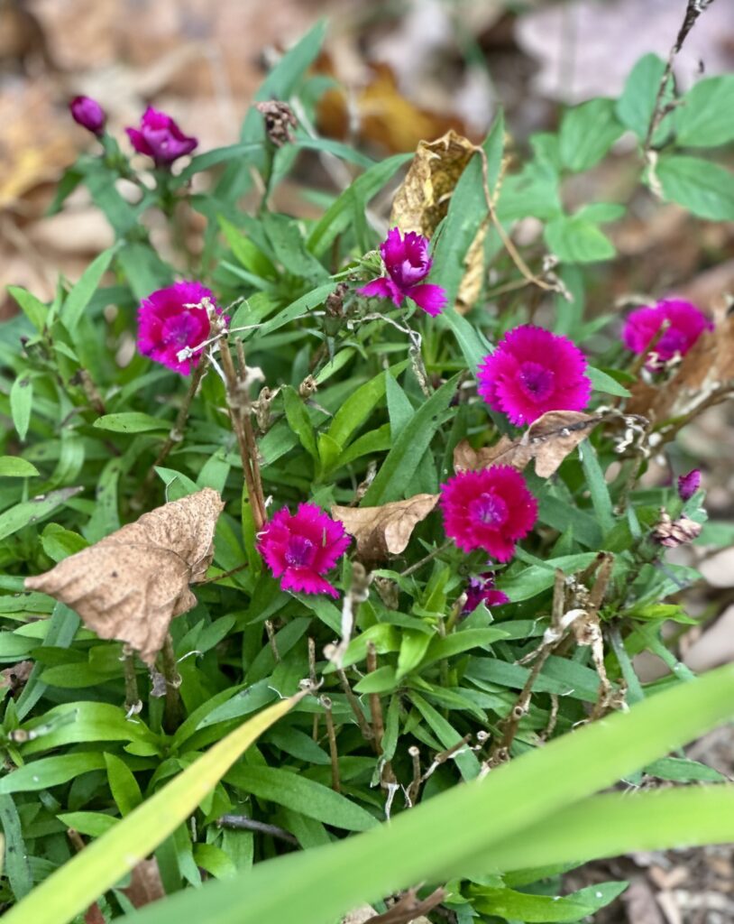 Small hot pink flowers nestled in green leaves. In the background are brown leaves.