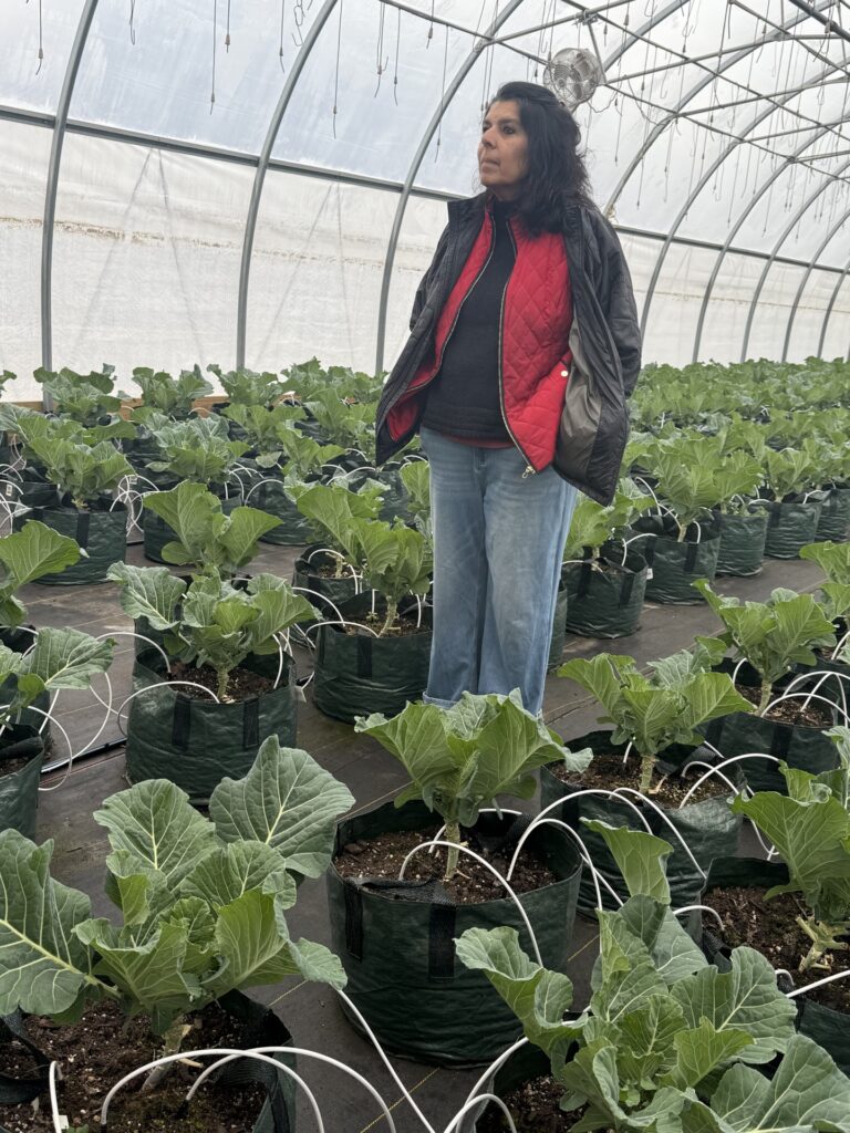 A woman stands in a greenhouse full of potted collards.