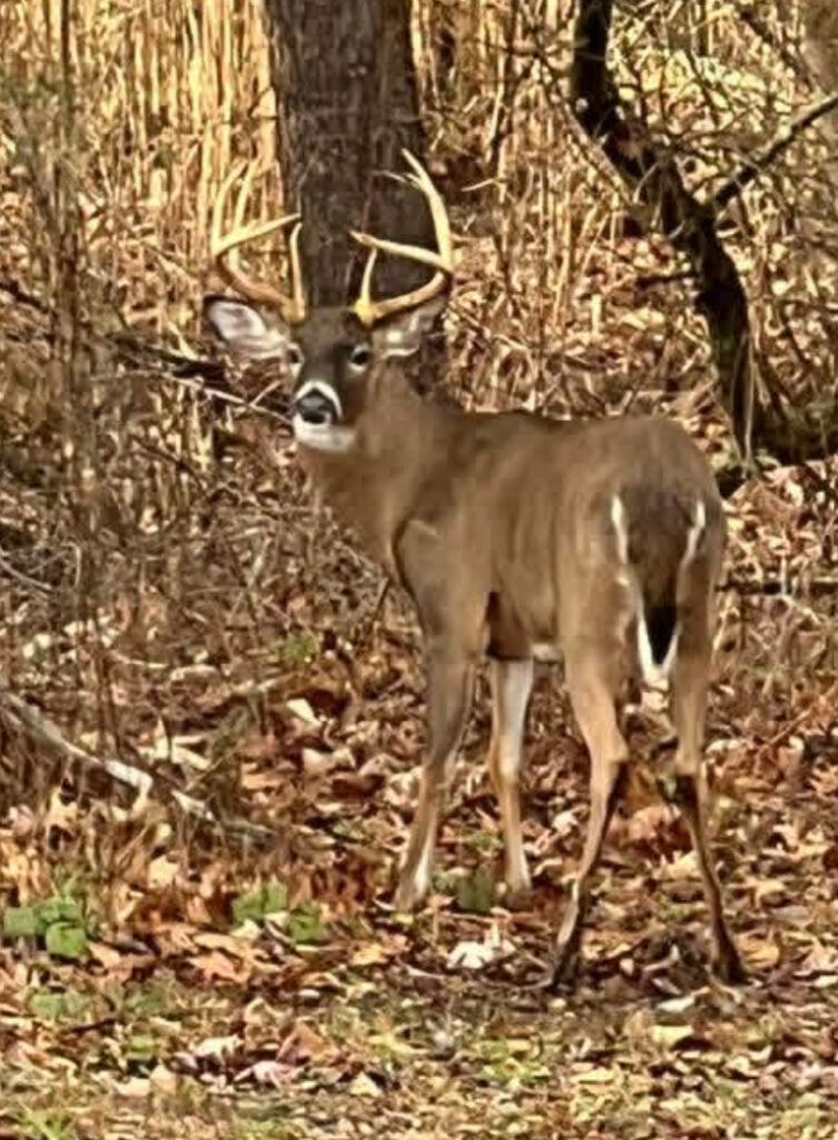 A large buck (7 points maybe?) turns his head to take a look at the photographer.